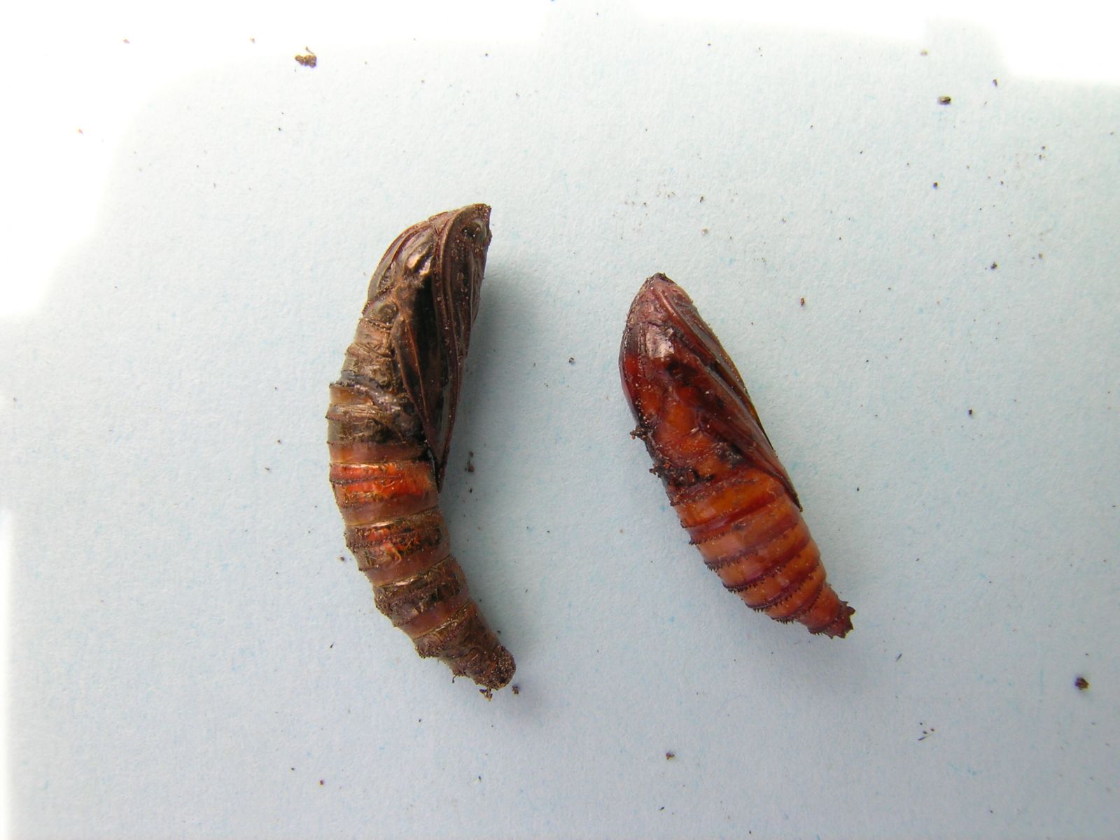 peach tree borer life cycle Gaynell Mccullough